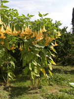 Брукмансия (растение и цветок)