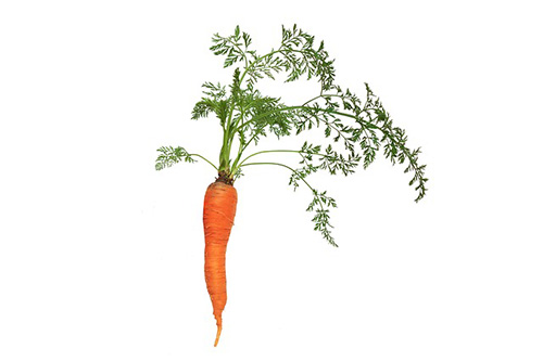 Обзор существующих способов посадки моркови